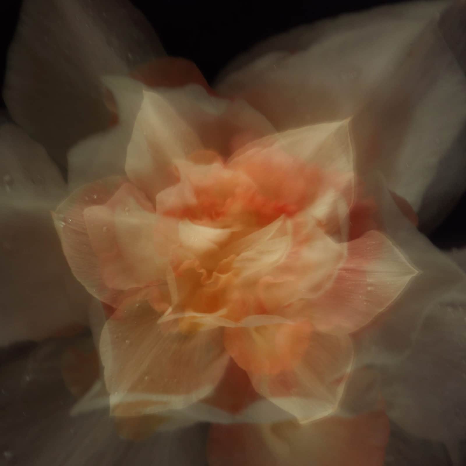 Pink Beauty