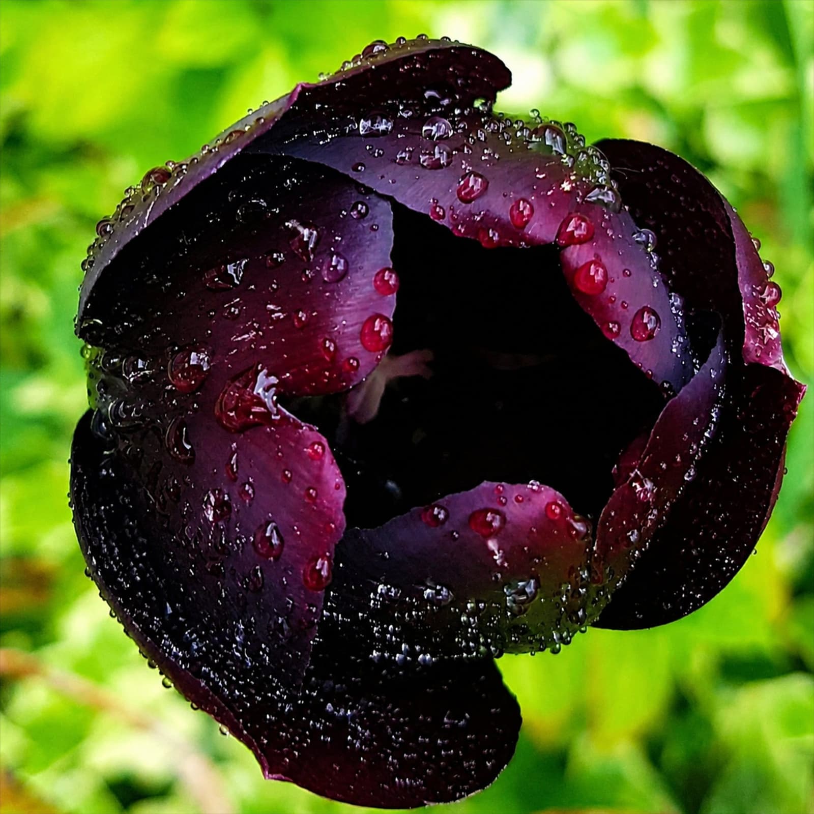 Zwarte Tulp