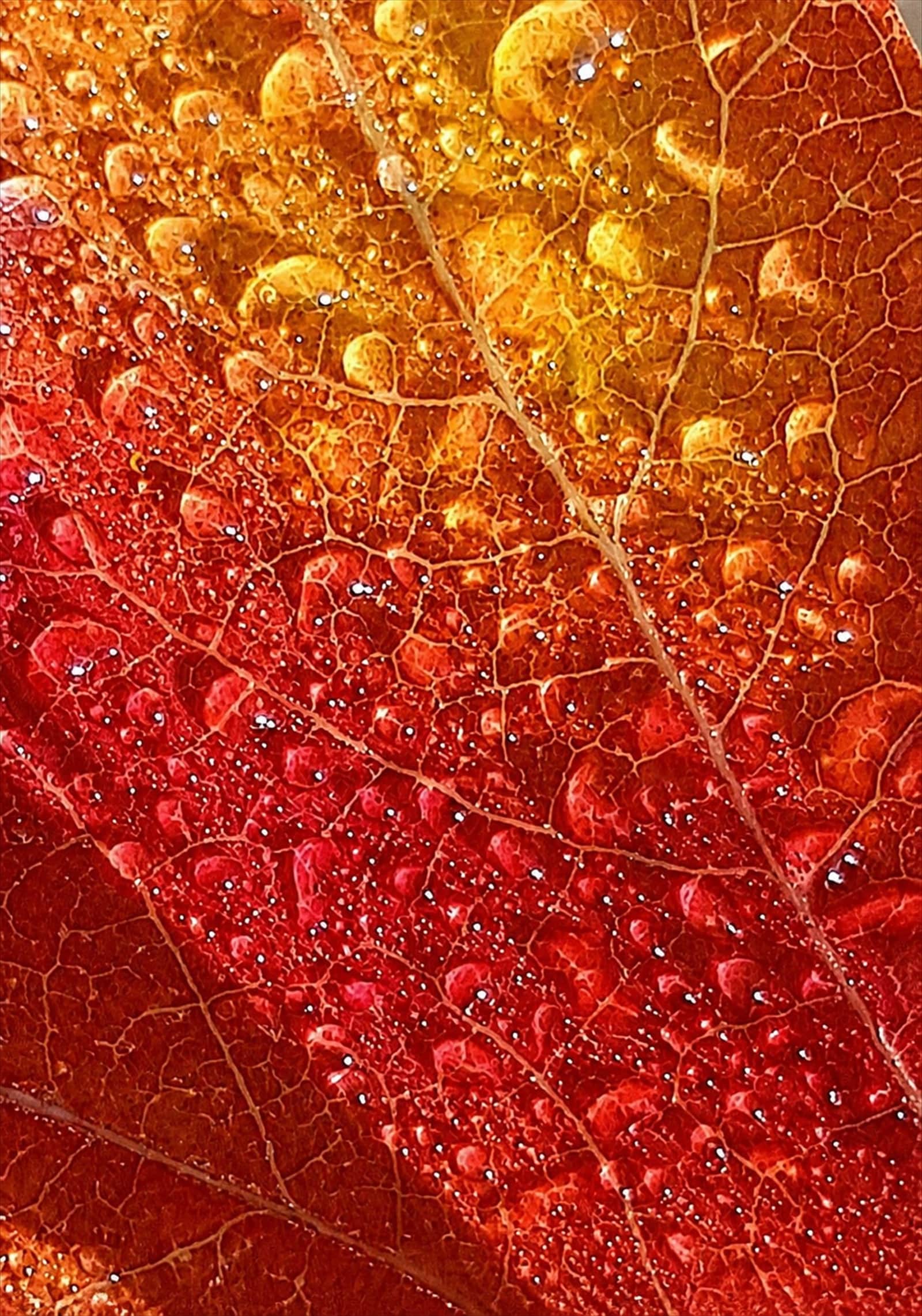 Herfstblad met dauwdruppels