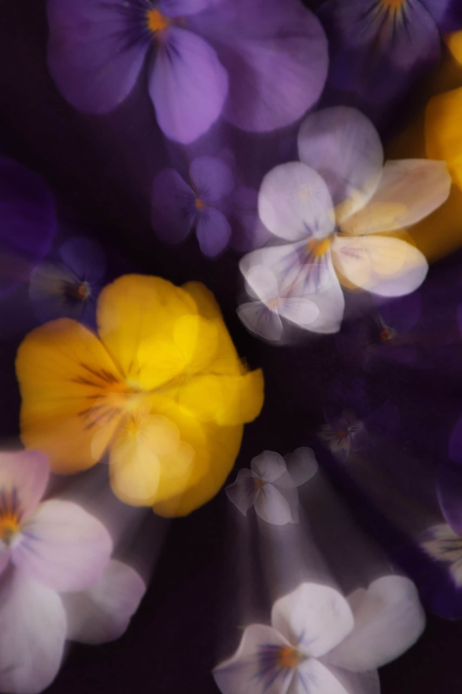 Dynamic Violets